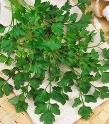 Насіння петрушки Фестиваль, 250 г (Semo)