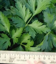 Насіння петрушки Новас, 250 г (Clause)