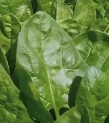 Насіння шпинату Кліппер F1, п.о. 50 тис. насінин (Sakata)