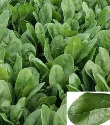 Семена шпината Апаче F1, п.е. 50 тыс. семян (Hazera)