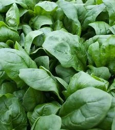 Насіння шпинату Боа, п.о. 1000 тис. насінин (Rijk Zwaan)