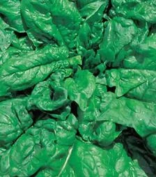 Насіння шпинату Лонг Стендінг, 5 кг (Коуел)