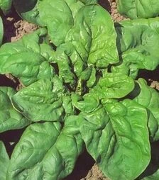 Насіння шпинату Матадор, 4 кг (Semo)