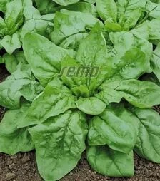 Насіння шпинату Монорес, 4 кг (Semo)