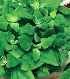 Насіння шпинату Новозеландский, 1 кг (Moravoseed)