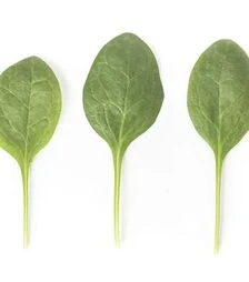 Насіння шпинату Сільвервейл F1, п.о. 1000 тис. насінин (Rijk Zwaan)