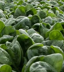 Семена шпината Фагот F1, п.е. 50 тыс. семян (Hazera)