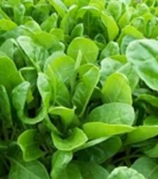 Насіння шпинату Спірос F1, п.о. 50 тис. насінин (Bejo)