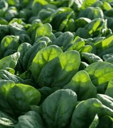Насіння шпинату Білбі F1, п.о. 1 млн. насінин (Rijk Zwaan)