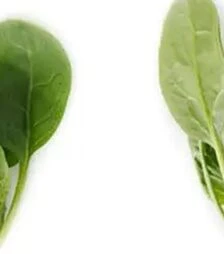 Насіння шпинату Лізард F1, п.о. 1 млн. насінин (Rijk Zwaan)