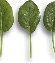 Насіння шпинату Вудпекер F1, п.о. 1 млн. насінин (Rijk Zwaan)