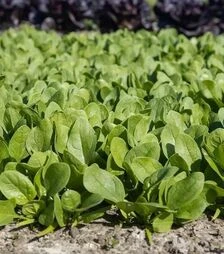 Насіння шпинату Трялбосс F1, п.о. 25 тис. насінин (Enza Zaden)
