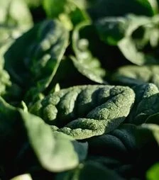 Насіння шпинату Крострек F1, п.о. 25 тис. насінин (Enza Zaden)