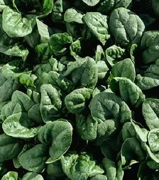 Насіння шпинату Траверс F1, п.о. 25 тис. насінин (Enza Zaden)