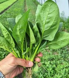 Насіння шпинату Акордеон F1, п.о. 25 тис. насінин (Hazera)