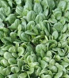 Насіння шпинату Акадія F1, п.о. 25 тис. насінин (Enza Zaden)