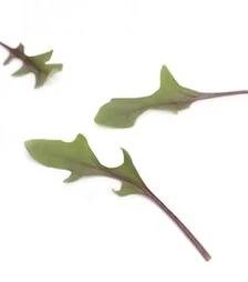 Насіння шпинату Ред Снепер F1, п.о. 25 тис. насінин (Rijk Zwaan)