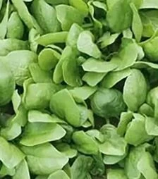Насіння шпинату Рембрант F1, п.о. 50 тис. насінин (Bejo)