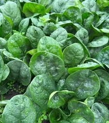 Насіння шпинату Перидот F1, п.о. 50 тис. насінин (Sakata)