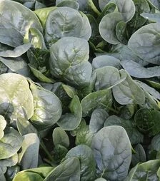 Насіння шпинату Самурай F1, п.о. 50 тис. насінин (Sakata)