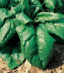 Насіння шпинату Лагос F1, 250 г (Clause)