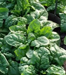 Насіння шпинату Грета F1, 250 г (Moravoseed)