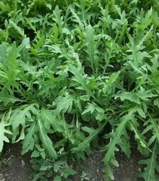 Насіння руколи Рокет, 1 кг (Moravoseed)