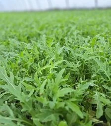 Насіння руколи Атланта, 1 кг (Hazera)