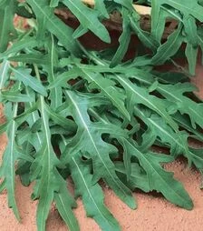 Насіння руколи Вайлд Рокет, 250 г (Semo)