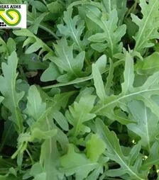 Насіння руколи Летиція, п.о. 100 тис. насінин (Enza Zaden)