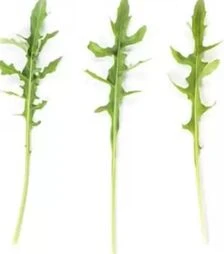 Насіння руколи Темісто, п.о. 1 млн. насінин (Enza Zaden)