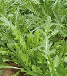 Насіння руколи Тріція, п.о. 100 тис. насінин (Enza Zaden)