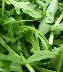 Насіння руколи Вайлд Рокет, 1 кг (Enza Zaden)