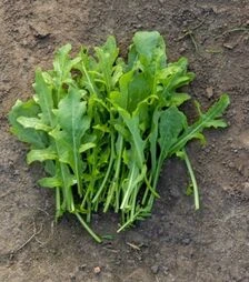 Семена рукколы Джолизия F1, п.е. 100 тыс. семян (Enza Zaden)