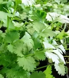 Насіння кінзи Сноуболт, 1 кг (Moravoseed)