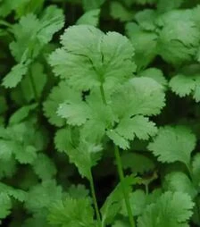 Насіння кінзи Санто F1, 500 г (Sakata)