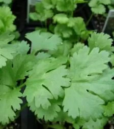 Насіння кінзи Маріно, п.о. 25 тис. насінин (Enza Zaden)