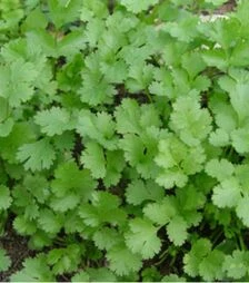 Семена кинзы Янтарь, 150 г (Agri Saaten)