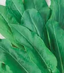 Насіння щавелю Широколистий, 500 г (Коуел)