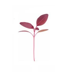 Семена амаранта для микрозеленые Красный Ацтек, беби листья, импорт, 50 г