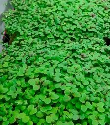 Семена горчицы для микрозеленые Красный гигант, листовые, беби листья, взрослая зелень, импорт, 1 кг