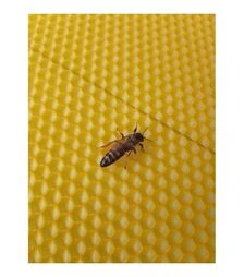 Матка неплідна Карпатка тип Говерла (MN0004KG)