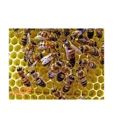 Матка неплідна мічена Українська степова (MP0005UN)