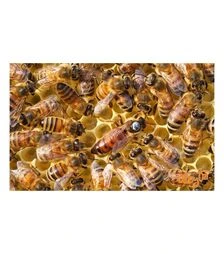 Матка плідна мічена Українська степова (MP0004UP)