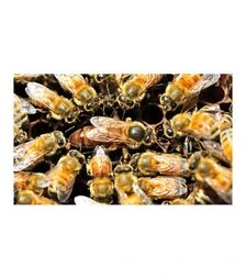 Матка плідна Бакфаст (MP0007BP)