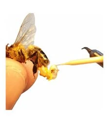 Матка штучного осіменіння Бакфаст (MP10BPIO)