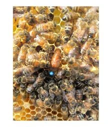 Матка плідна Кордован (MP009KOP)