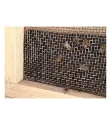 Бджолопакет Карпатка 4 рамки (PP3001K)