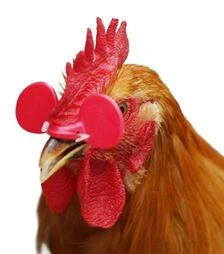 Очки для кур и петуха от поклевки