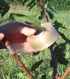 Стрічка для щеплення MAXIFILM 32 мм, без перфорації, 70 м (MAXIFILM70)